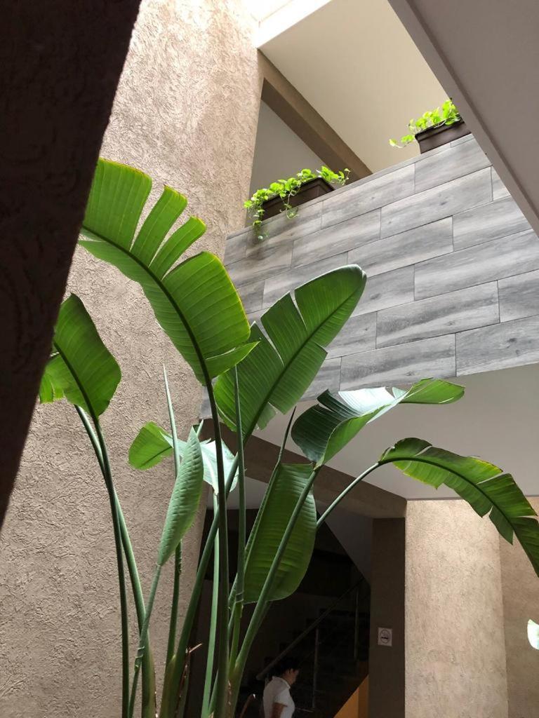 Hotel Plaza Arteaga มอนแตร์เรย์ ภายนอก รูปภาพ